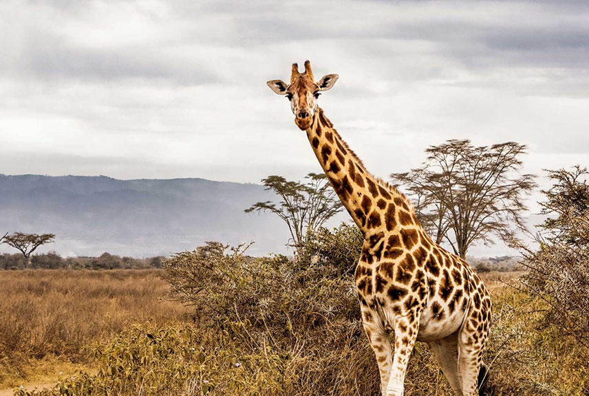 safari-parc-nacional